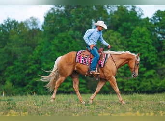 American Quarter Horse, Giumenta, 11 Anni, 152 cm, Palomino