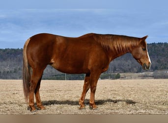 American Quarter Horse, Giumenta, 11 Anni, 152 cm, Sauro ciliegia