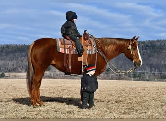 American Quarter Horse, Giumenta, 11 Anni, 152 cm, Sauro ciliegia