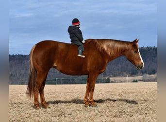 American Quarter Horse, Giumenta, 11 Anni, 152 cm, Sauro ciliegia