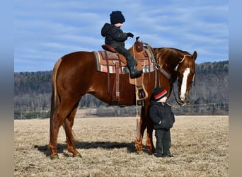 American Quarter Horse, Giumenta, 11 Anni, 152 cm, Sauro ciliegia