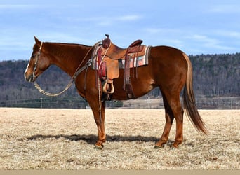 American Quarter Horse, Giumenta, 11 Anni, 152 cm, Sauro ciliegia