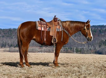 American Quarter Horse, Giumenta, 11 Anni, 152 cm, Sauro ciliegia