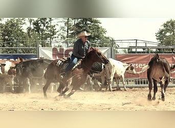 American Quarter Horse, Giumenta, 11 Anni, 152 cm, Sauro scuro