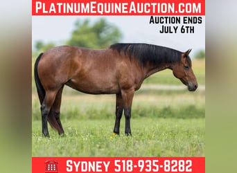 American Quarter Horse, Giumenta, 11 Anni, 155 cm, Baio roano