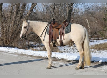 American Quarter Horse Mix, Giumenta, 11 Anni, 155 cm, Palomino