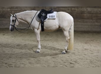 American Quarter Horse Mix, Giumenta, 11 Anni, 155 cm, Palomino