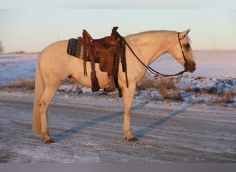 American Quarter Horse Mix, Giumenta, 11 Anni, 155 cm, Palomino