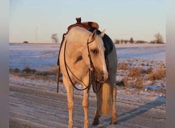 American Quarter Horse Mix, Giumenta, 11 Anni, 155 cm, Palomino