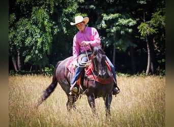 American Quarter Horse, Giumenta, 11 Anni, 155 cm, Roano blu