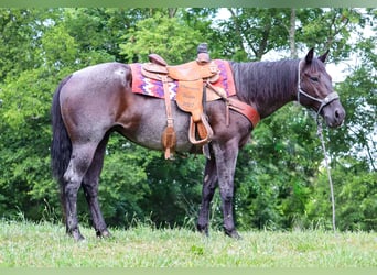 American Quarter Horse, Giumenta, 11 Anni, 155 cm, Roano blu