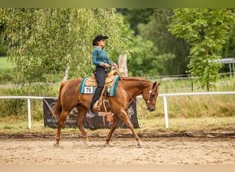 American Quarter Horse, Giumenta, 11 Anni, 161 cm, Sauro scuro