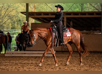 American Quarter Horse, Giumenta, 11 Anni, 161 cm, Sauro scuro