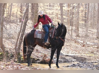 American Quarter Horse, Giumenta, 11 Anni, 163 cm, Baio