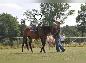 American Quarter Horse, Giumenta, 11 Anni, 165 cm, Baio