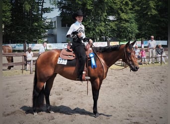 American Quarter Horse, Giumenta, 11 Anni, 165 cm, Baio