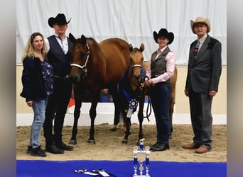 American Quarter Horse, Giumenta, 11 Anni, 165 cm, Baio