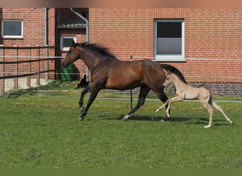 American Quarter Horse, Giumenta, 11 Anni, 165 cm, Baio