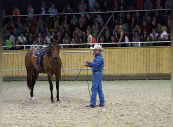 American Quarter Horse, Giumenta, 11 Anni, 165 cm, Baio