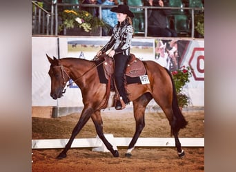 American Quarter Horse, Giumenta, 11 Anni, 165 cm, Baio