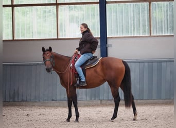 American Quarter Horse, Giumenta, 11 Anni, 165 cm, Baio