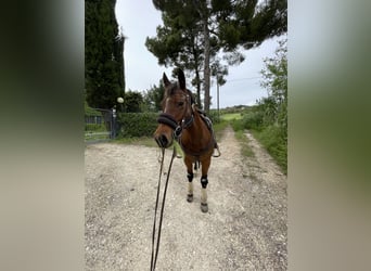 American Quarter Horse, Giumenta, 11 Anni, Baio