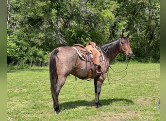 American Quarter Horse, Giumenta, 11 Anni, Baio roano