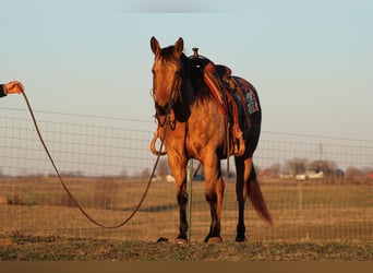 American Quarter Horse, Giumenta, 11 Anni, Pelle di daino