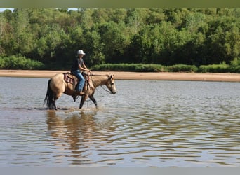 American Quarter Horse, Giumenta, 11 Anni