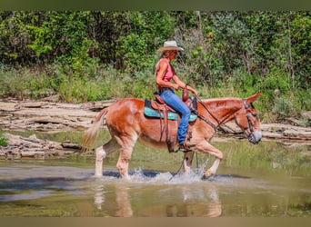 American Quarter Horse, Giumenta, 11 Anni, Sauro ciliegia