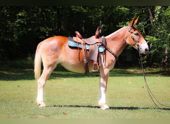 American Quarter Horse, Giumenta, 11 Anni, Sauro ciliegia