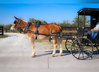 American Quarter Horse, Giumenta, 11 Anni, Sauro ciliegia