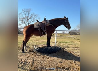 American Quarter Horse, Giumenta, 12 Anni, 142 cm, Baio ciliegia