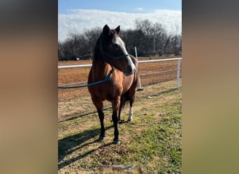 American Quarter Horse, Giumenta, 12 Anni, 142 cm, Baio ciliegia