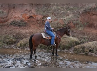 American Quarter Horse, Giumenta, 12 Anni, 142 cm, Baio ciliegia