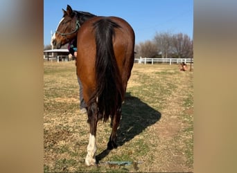 American Quarter Horse, Giumenta, 12 Anni, 142 cm, Baio ciliegia