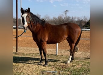 American Quarter Horse, Giumenta, 12 Anni, 142 cm, Baio ciliegia