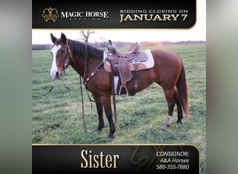 American Quarter Horse, Giumenta, 12 Anni, 142 cm, Baio ciliegia