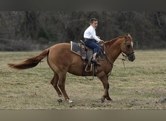 American Quarter Horse, Giumenta, 12 Anni, 142 cm, Falbo