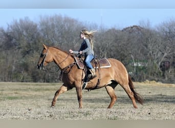 American Quarter Horse, Giumenta, 12 Anni, 142 cm, Falbo