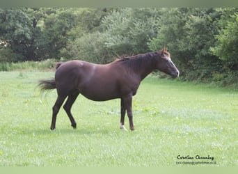 American Quarter Horse, Giumenta, 12 Anni, 145 cm, Palomino