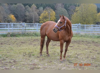 American Quarter Horse, Giumenta, 12 Anni, 145 cm, Sauro