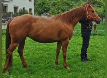 American Quarter Horse, Giumenta, 12 Anni, 145 cm, Sauro