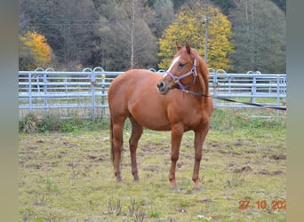 American Quarter Horse, Giumenta, 12 Anni, 145 cm, Sauro