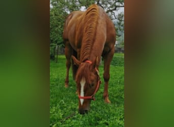 American Quarter Horse, Giumenta, 12 Anni, 145 cm, Sauro