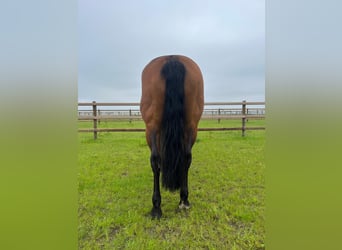 American Quarter Horse, Giumenta, 12 Anni, 145 cm, Sauro scuro