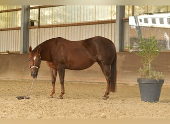 American Quarter Horse, Giumenta, 12 Anni, 146 cm, Sauro scuro