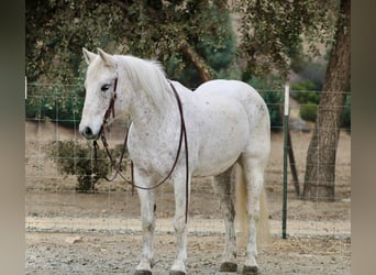 American Quarter Horse, Giumenta, 12 Anni, 147 cm, Grigio