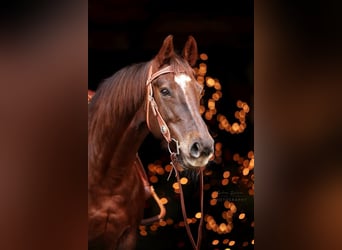 American Quarter Horse, Giumenta, 12 Anni, 147 cm, Sauro scuro