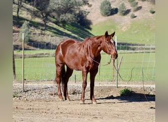 American Quarter Horse, Giumenta, 12 Anni, 147 cm, Sauro scuro